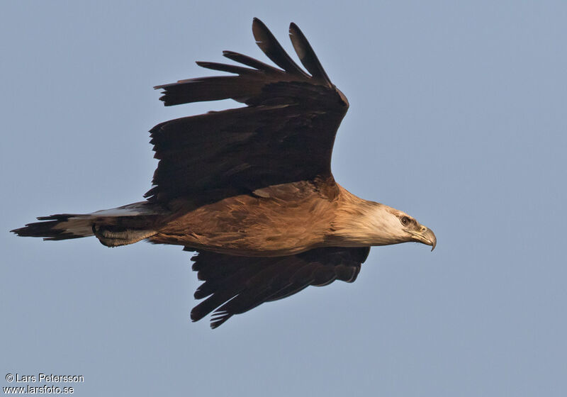 Pallas's Fish Eagle