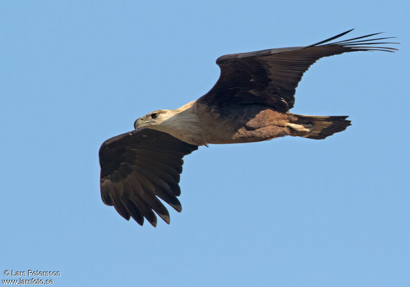 Pallas's Fish Eagle