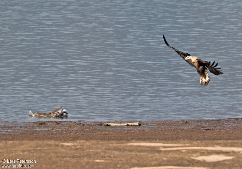 Pallas's Fish Eagle