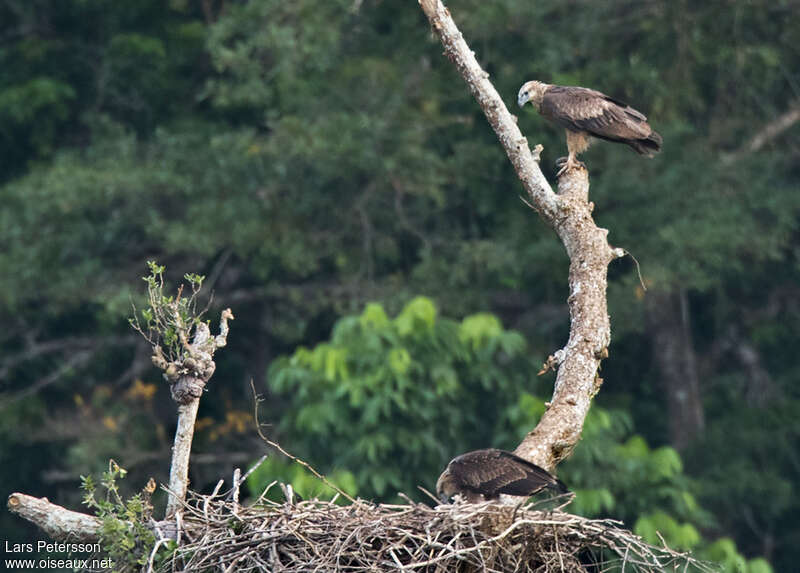 Sanford's Sea Eagleadult, Reproduction-nesting