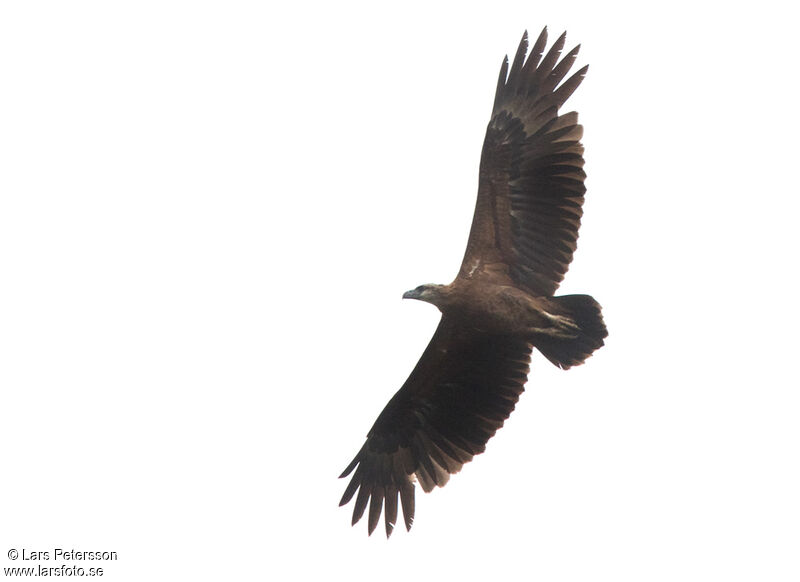 Sanford's Sea Eagle