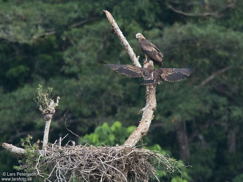 Sanford's Sea Eagle