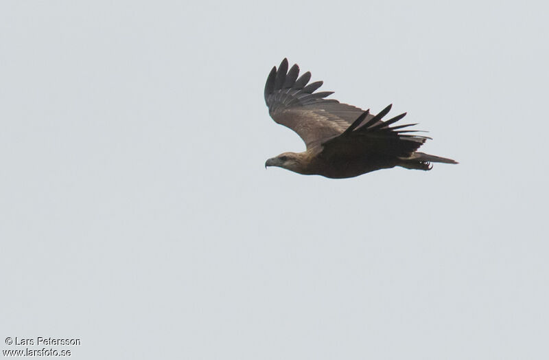 Sanford's Sea Eagle