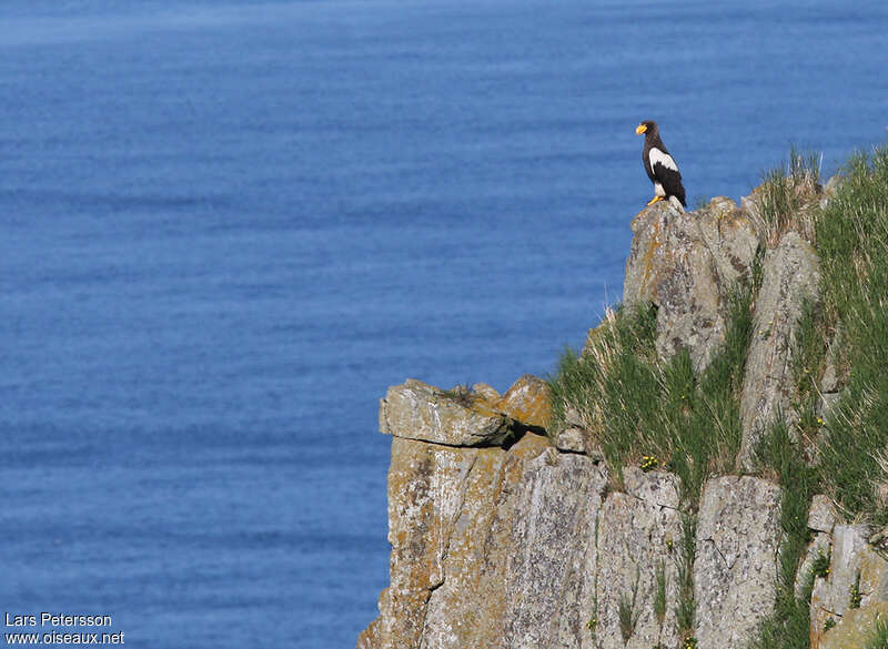 Pygargue de Stelleradulte, habitat