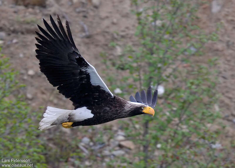 Steller's Sea Eagleadult, Flight