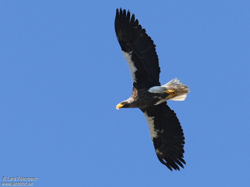 Steller's Sea Eagle