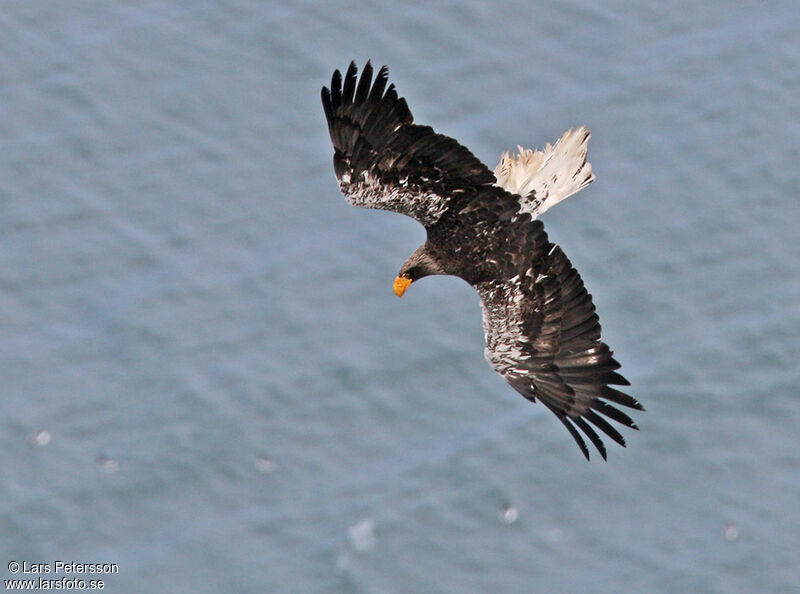 Steller's Sea Eagle