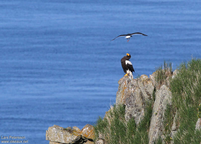 Pygargue de Stelleradulte, habitat