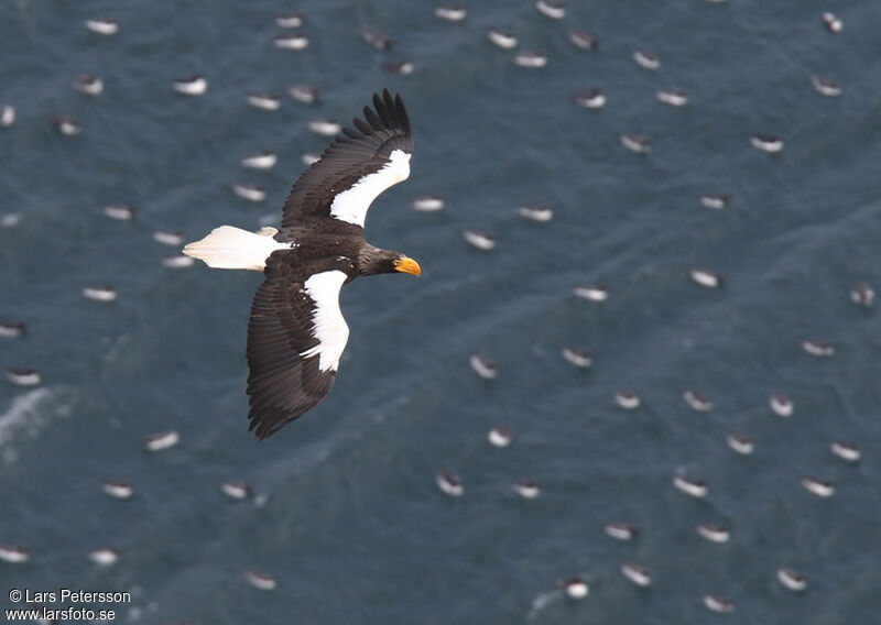 Steller's Sea Eagle