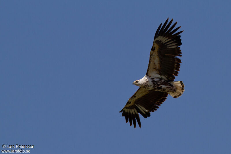 African Fish Eagle