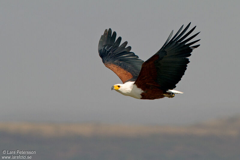 African Fish Eagle