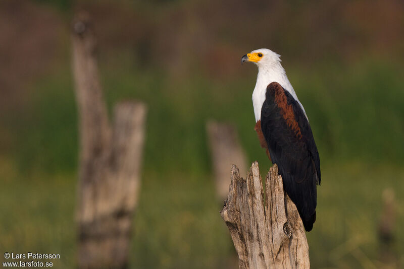 African Fish Eagle