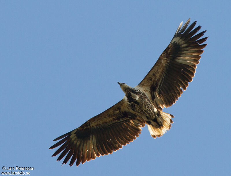 African Fish Eagle