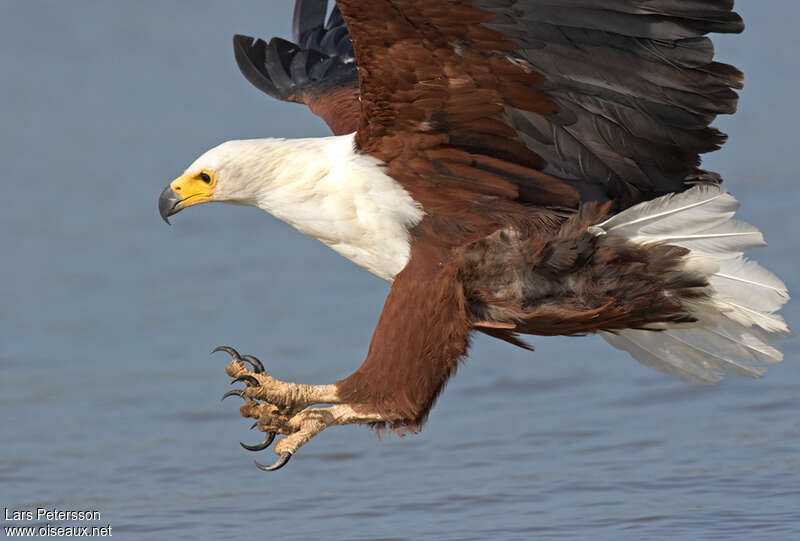 African Fish Eagleadult, fishing/hunting