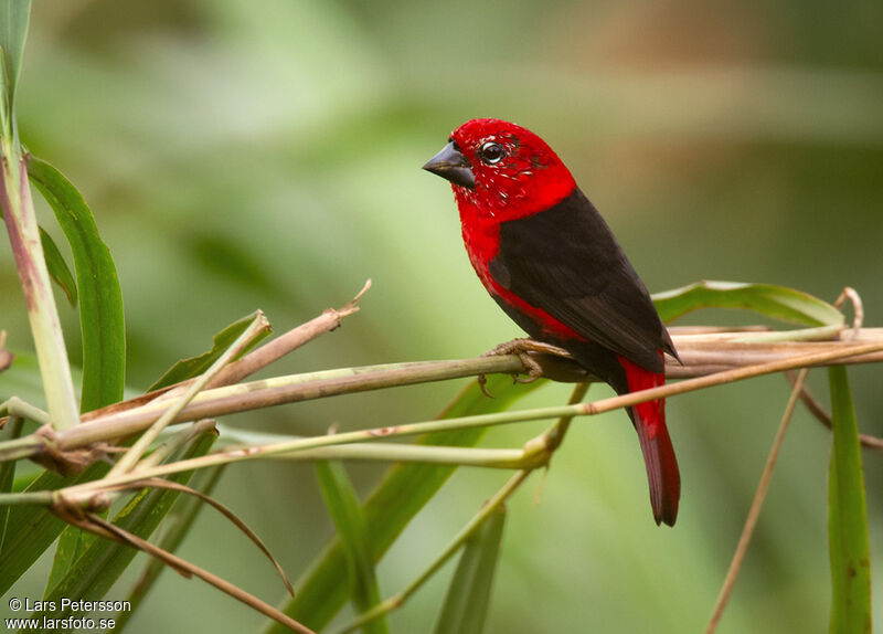 Black-bellied Seedcracker