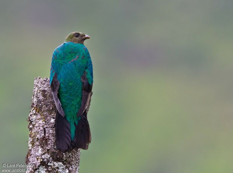 Golden-headed Quetzal