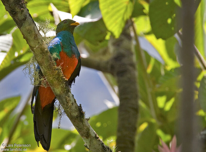 Quetzal doré