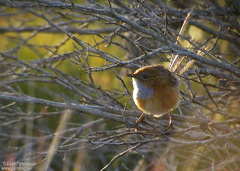 Southern Emu-wren