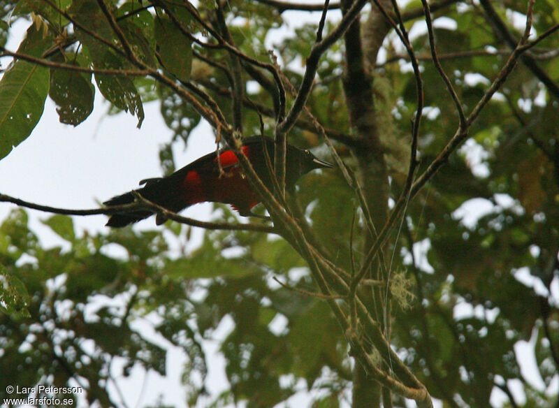 Red-bellied Grackle