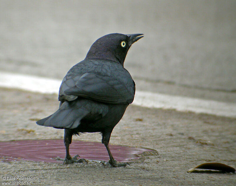 Brewer's Blackbird