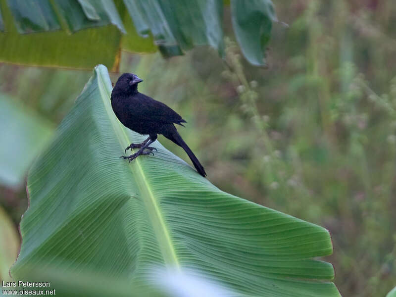 Forbes's Blackbirdadult, identification