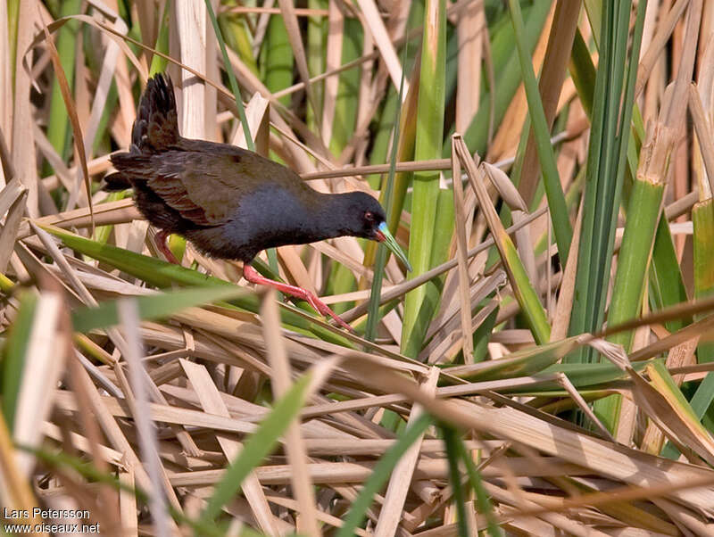 Plumbeous Railadult, habitat, pigmentation