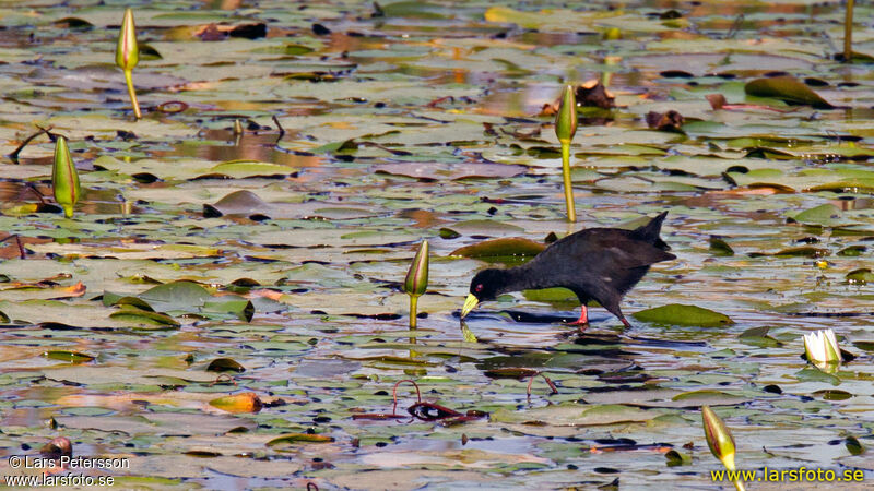 Black Crake