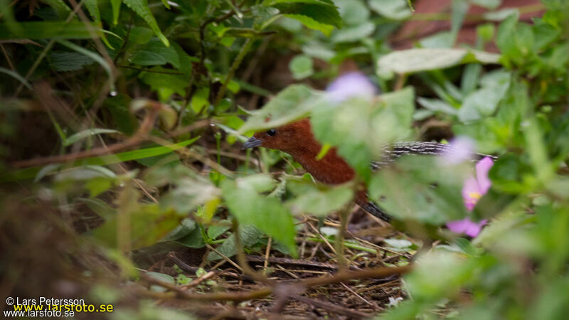 Red-chested Flufftail