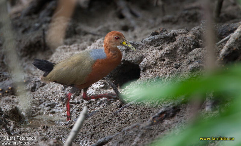 Rufous-necked Wood Rail