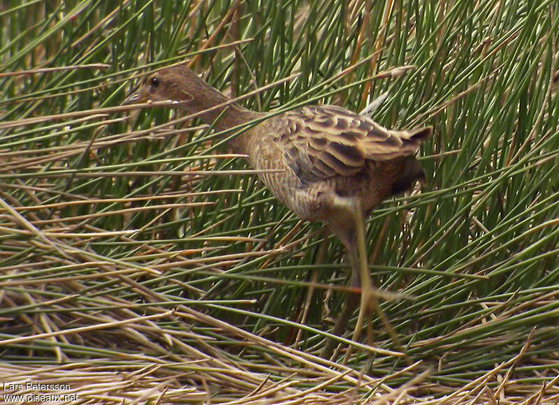 Râle à crêtejuvénile, identification