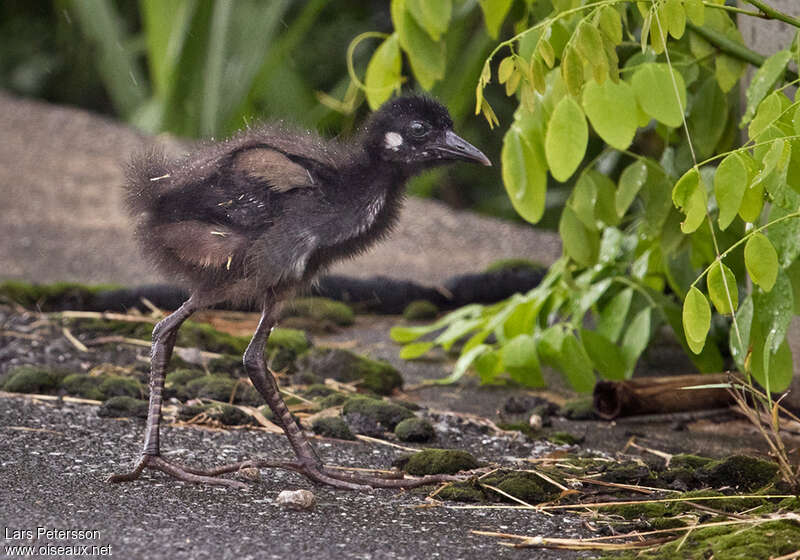 White-breasted WaterhenPoussin, identification