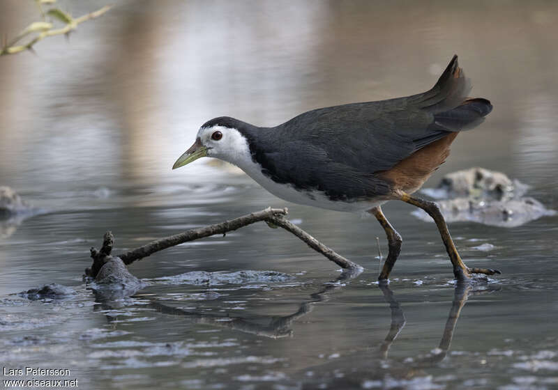 White-breasted Waterhenadult, identification