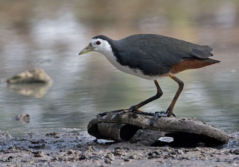 White-breasted Waterhen