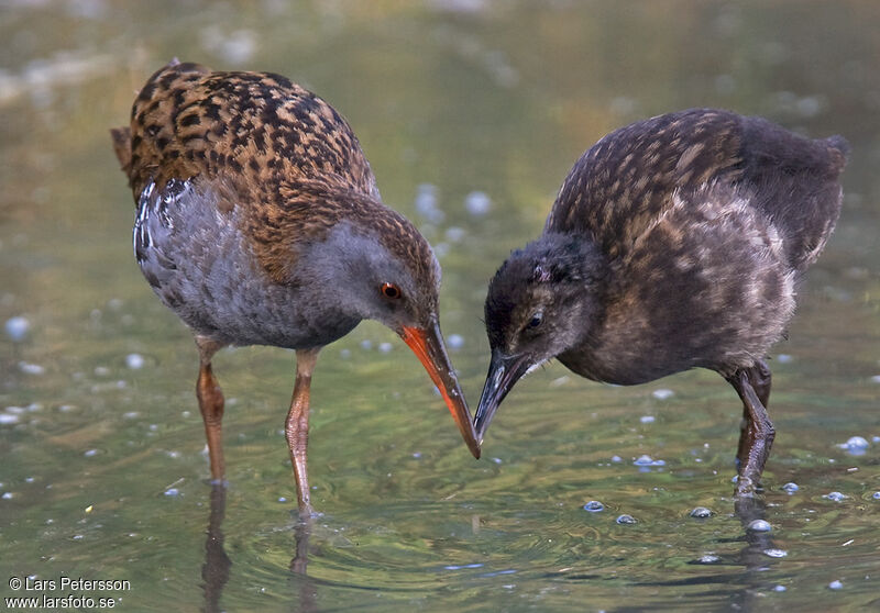 Water Rail