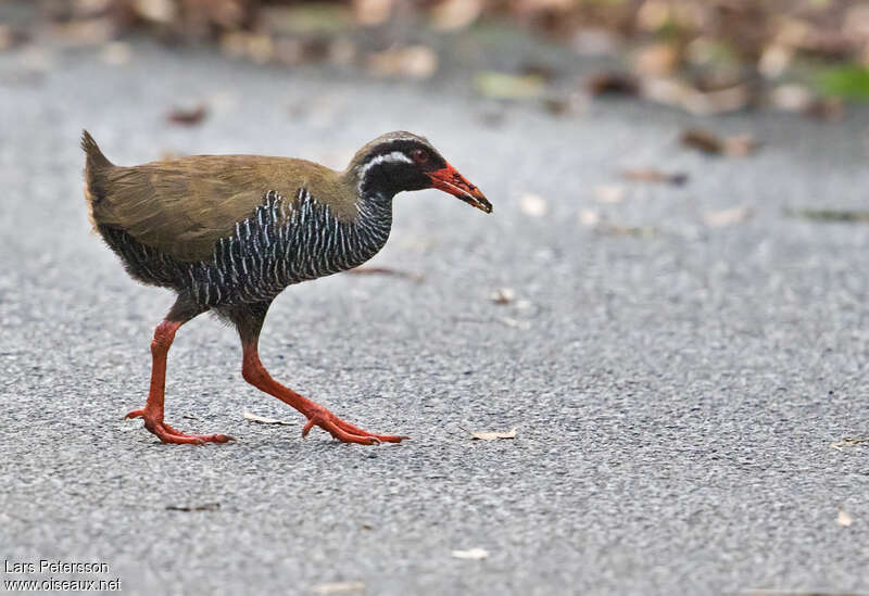 Râle d'Okinawa, identification