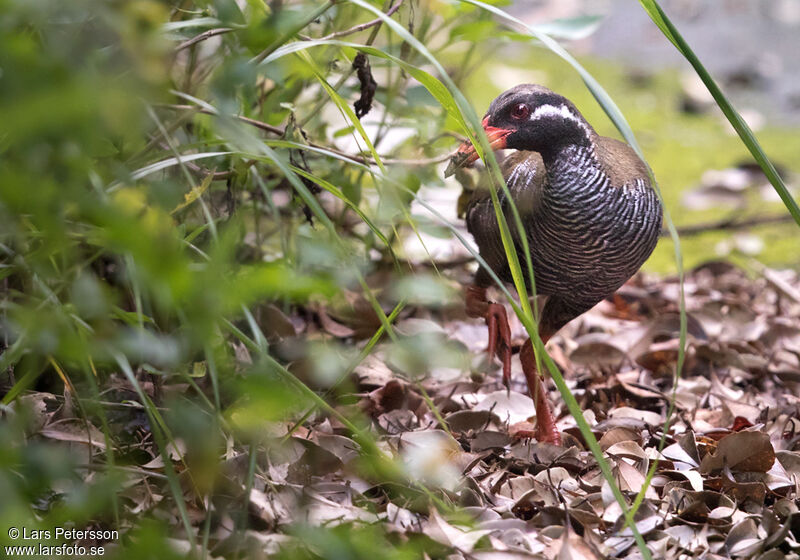 Okinawa Rail