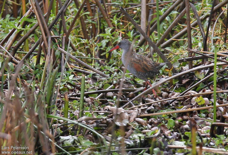 Râle de Bogotaadulte, identification