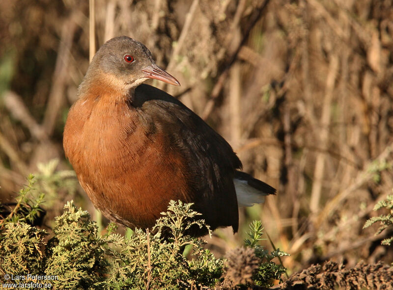 Rouget's Rail