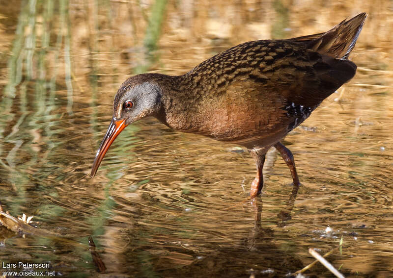 Râle de Virginieadulte, identification