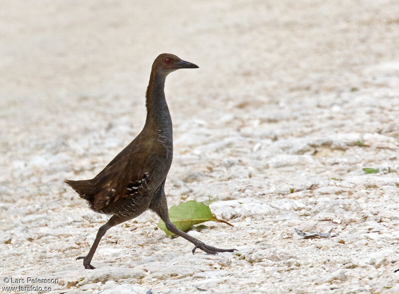 Woodford's Rail