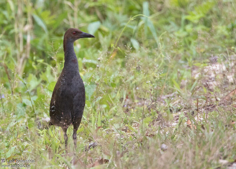 Woodford's Rail