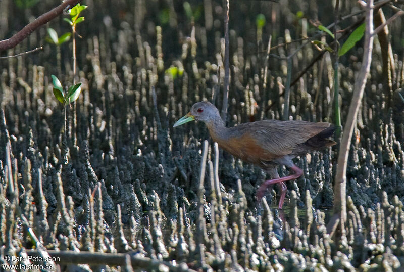 Little Wood Rail