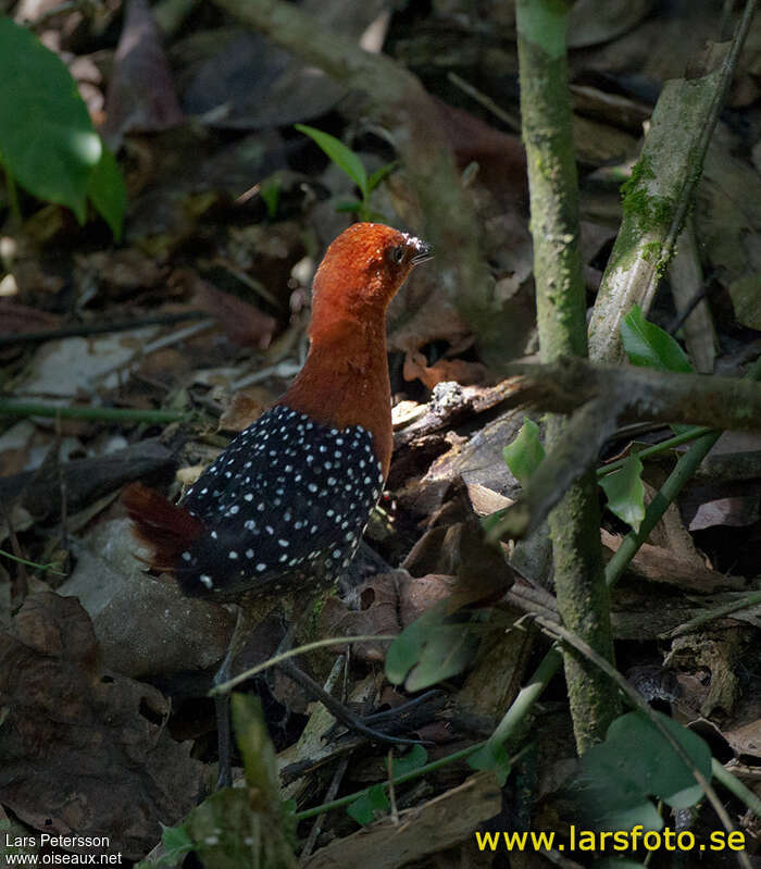 Râle perlé, habitat, pigmentation