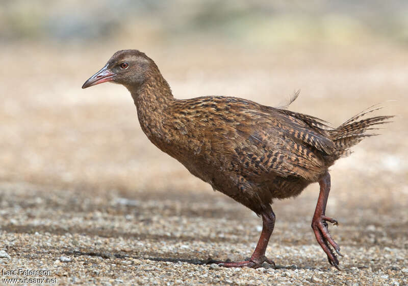 Râle wékaadulte, identification