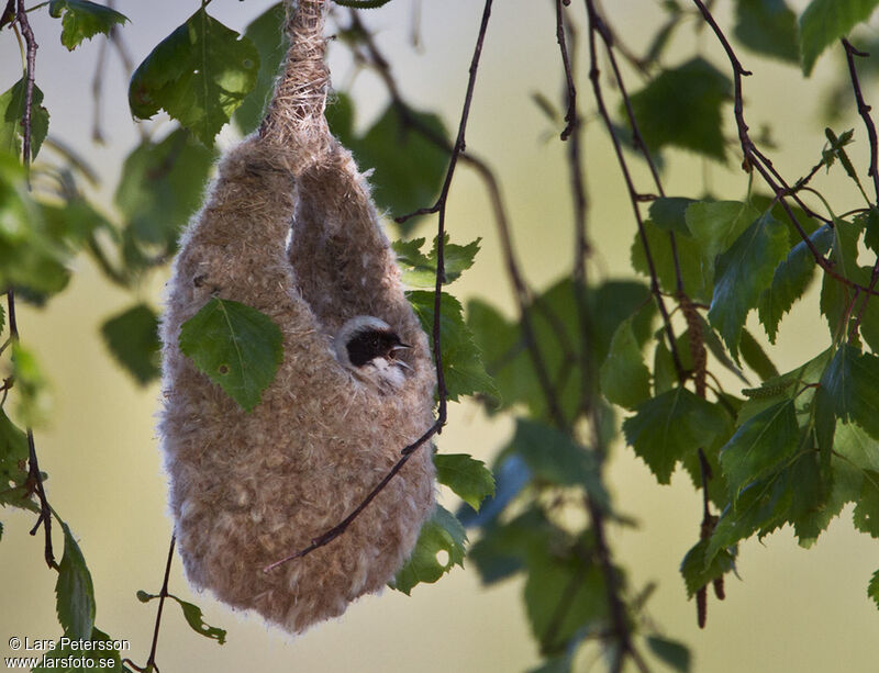 Eurasian Penduline Tit