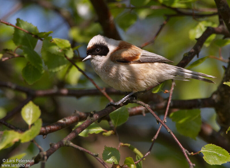 Eurasian Penduline Tit