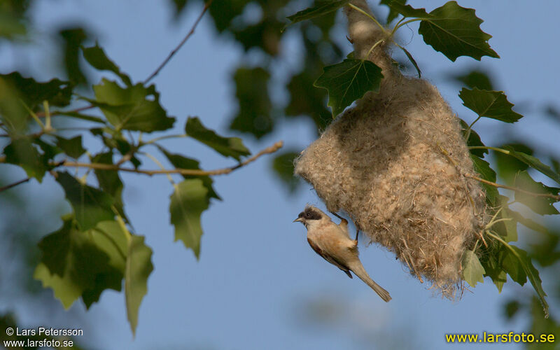 Rémiz penduline