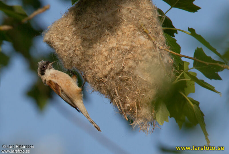 Eurasian Penduline Tit