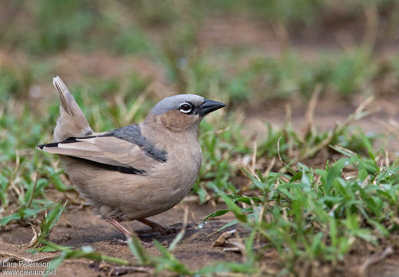 Républicain d'Arnaudadulte, identification