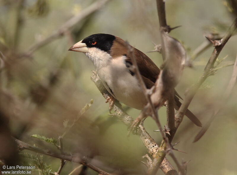 Black-capped Social Weaver